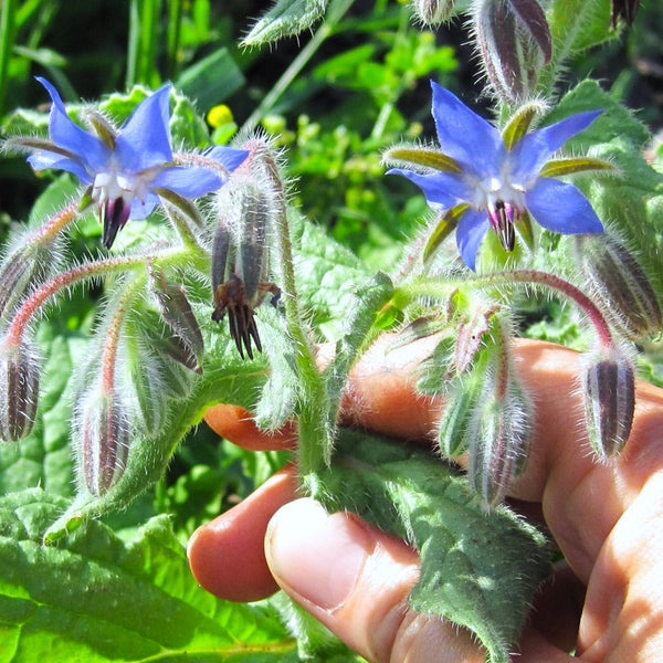 Borage