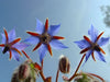 Borage