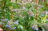 Borage