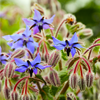 Borage