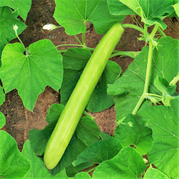 Big Green Sausage Bottle Gourd Seeds - For 2026 Planting Lagenaria
