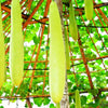 Nam Tao Ngam Long Bottle Gourd