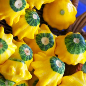 Yellow and Green Bicolor Patty Pan (Bush Scallop Squash)