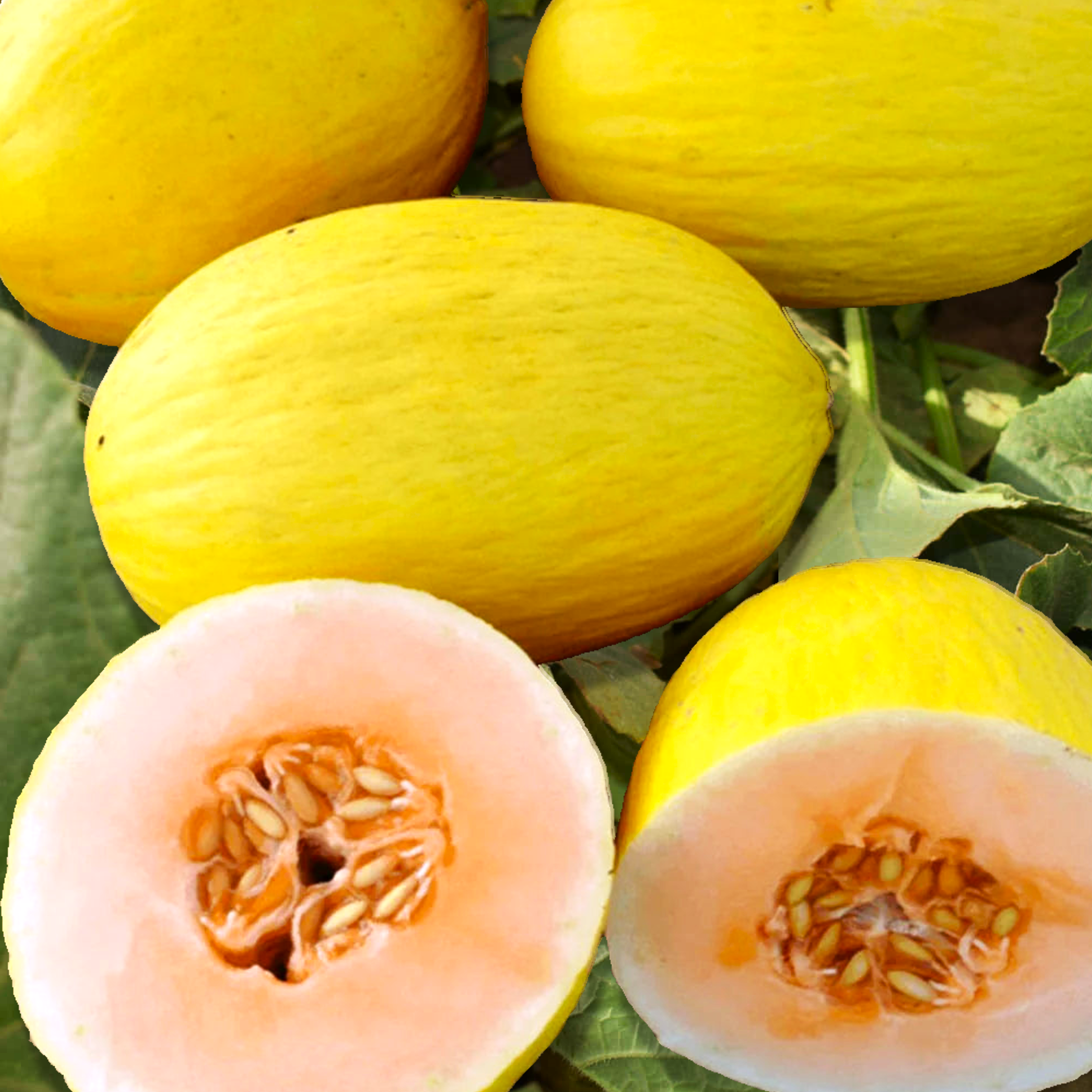 melon★様ミックス2翌日発送 Crenshaw Melon Seeds - For 2026 Planting Cucumis Melo Heirloom