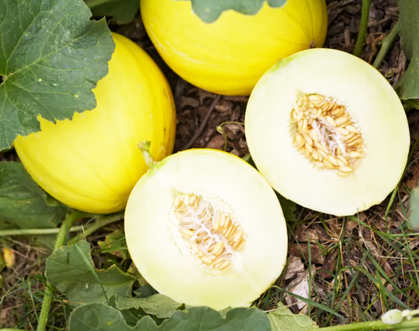 Golden Beauty Casaba Melon