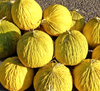 Golden Beauty Casaba Melon