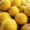 Golden Beauty Casaba Melon