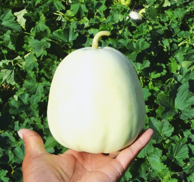 Bai Mibao Taiwan Melon Seeds White ThinWall Muskmelon Chinese