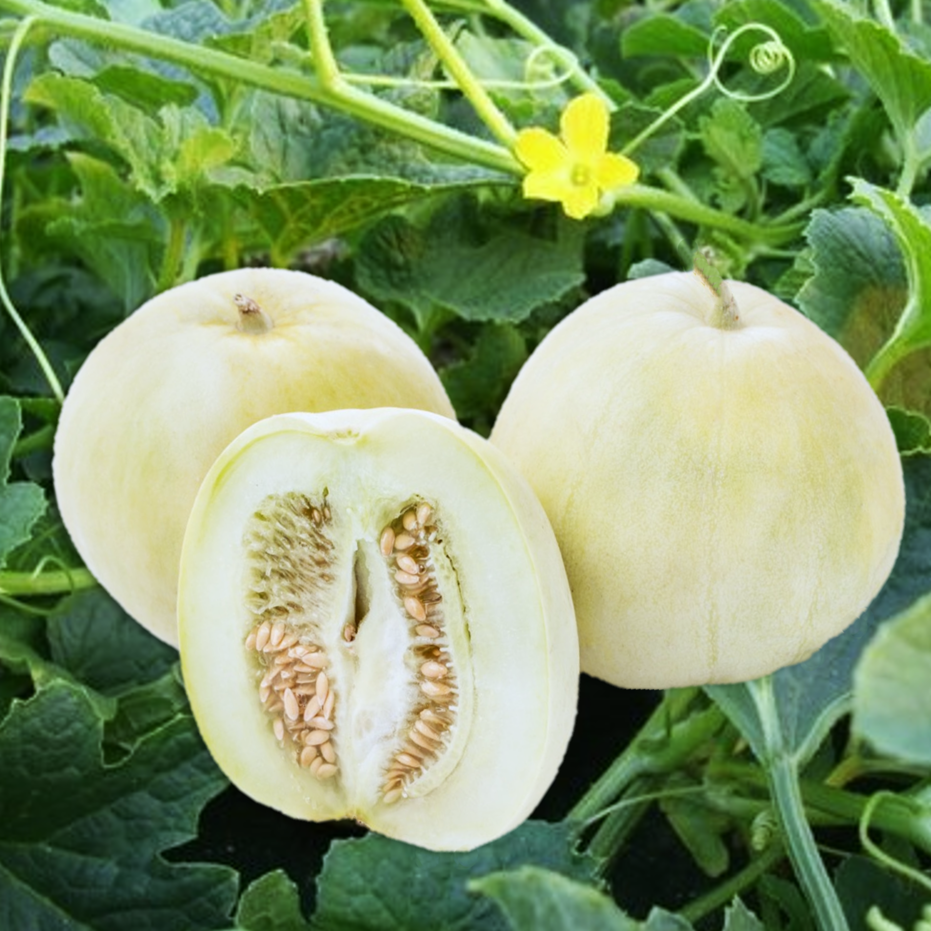 Bai Mibao Asian Melon Seeds - For 2026 Planting White Thin-Wall