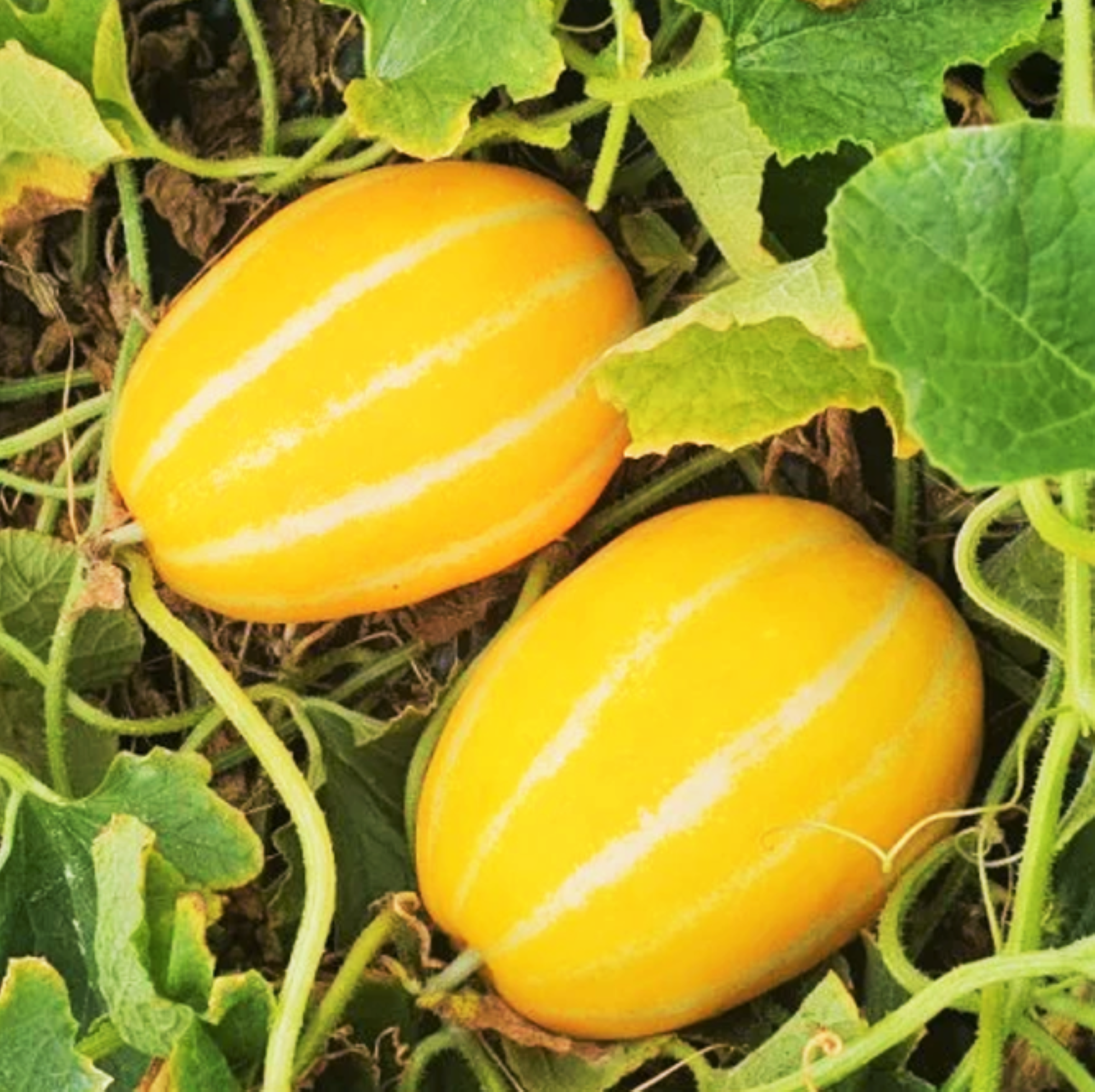 Early Silver Line Korean Melon Seeds - For 2026 Planting Yellow