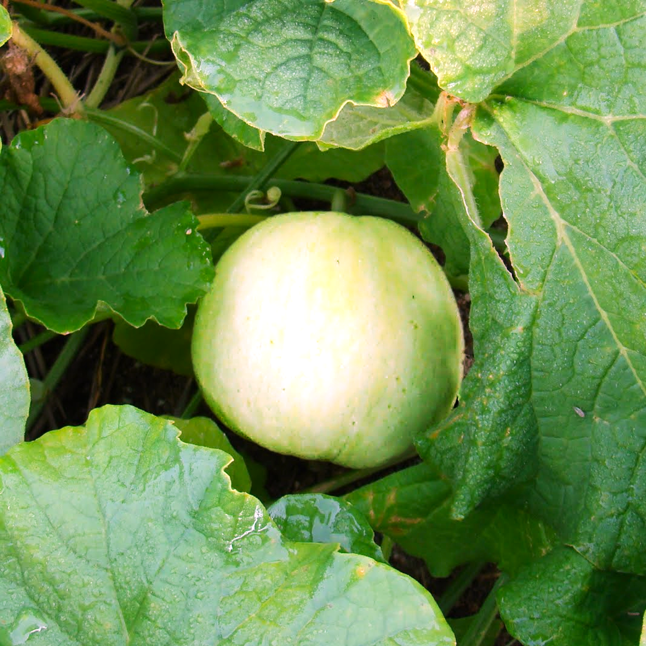Sakata's Sweet Asian Melon Seeds - For 2026 Planting Japanese