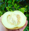 Sakata's Sweet Asian Melon