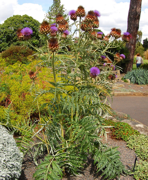 planting cardoon seeds Cardoon Seeds - For 2026 Planting Artichoke Thistle Wild Cardone