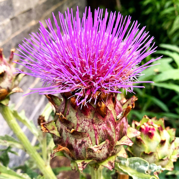 Cardoon