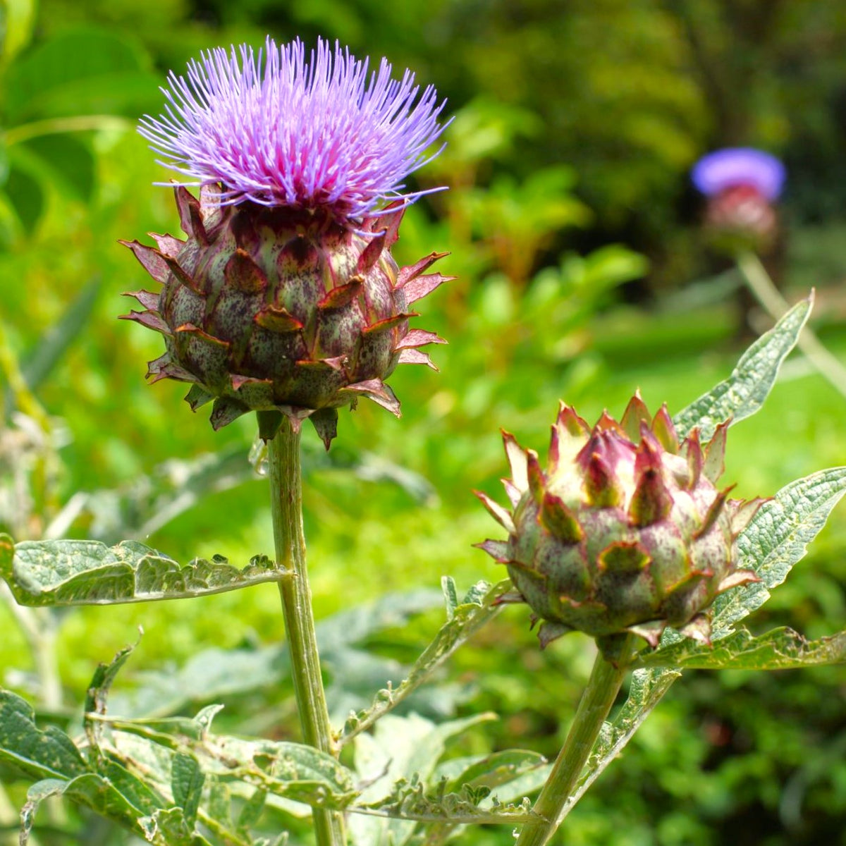 Cardoon Seeds | Artichoke Thistle Wild Cardone Cardoni Cardi Italian ...