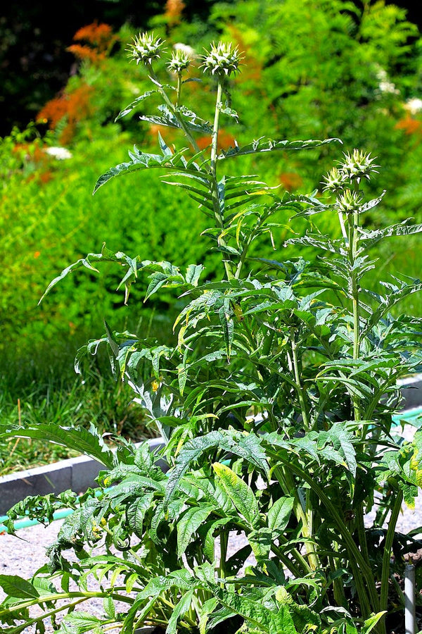 Cardoon Seeds - For 2026 Planting Artichoke Thistle Wild Cardone