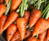 Chantenay Red Cored Carrot