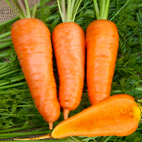 Chantenay Red Cored Carrot