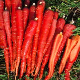 Kintoki Red Carrot