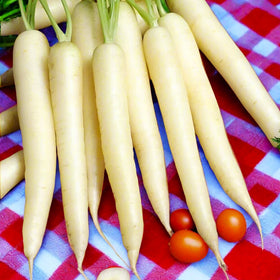 Lunar White Carrot