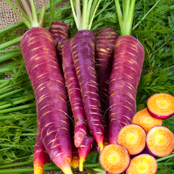 Purple Dragon Carrot