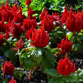 Forest Fire Celosia