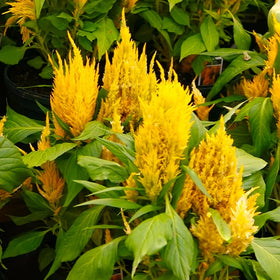 Golden Plume Celosia