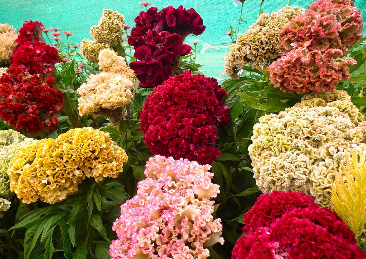 Tall Mix Crested Cockscomb Seeds - For 2025 Planting Cristata Red Pink ...