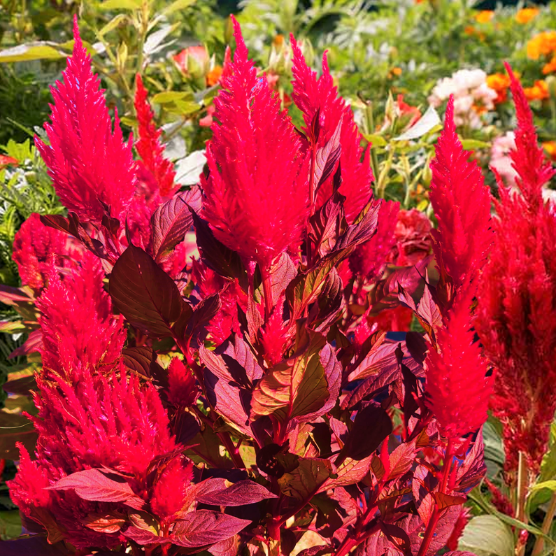 Scarlet Plume Red Celosia Seeds - For 2026 Planting Red Celosia