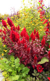 Scarlet Plume Red Celosia