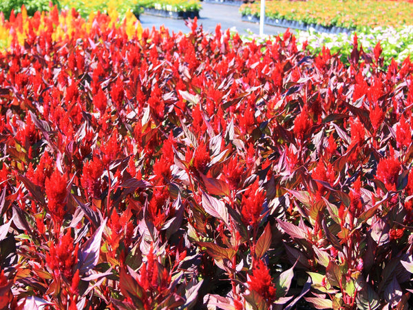Scarlet Plume Red Celosia