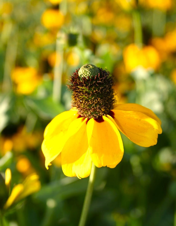 Clasping Coneflower