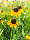 Clasping Coneflower