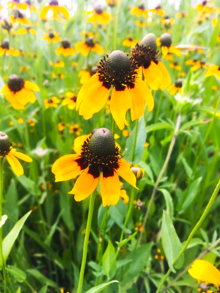 Clasping Coneflower Seeds - For 2025 Planting Dracopis Rudbeckia | TomorrowSeeds