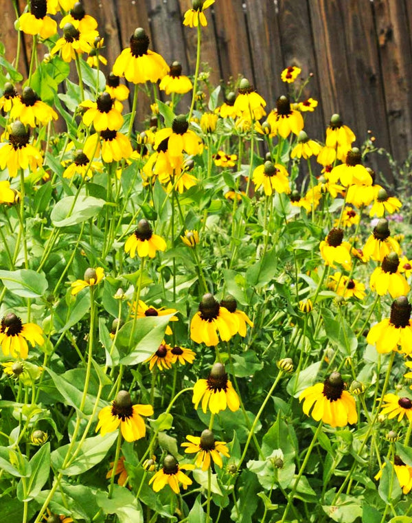 Clasping Coneflower