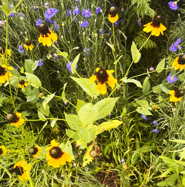 Clasping Coneflower