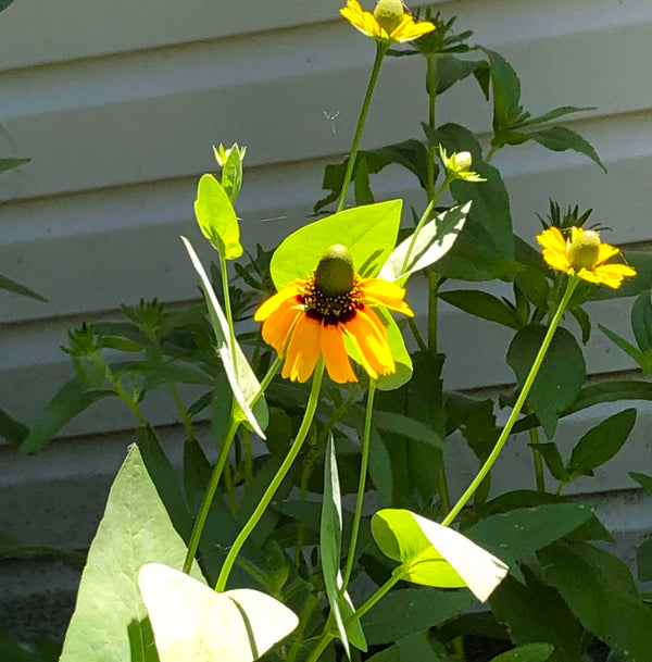 Clasping Coneflower