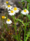 German Chamomile