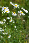 German Chamomile