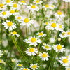 German Chamomile