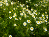 German Chamomile