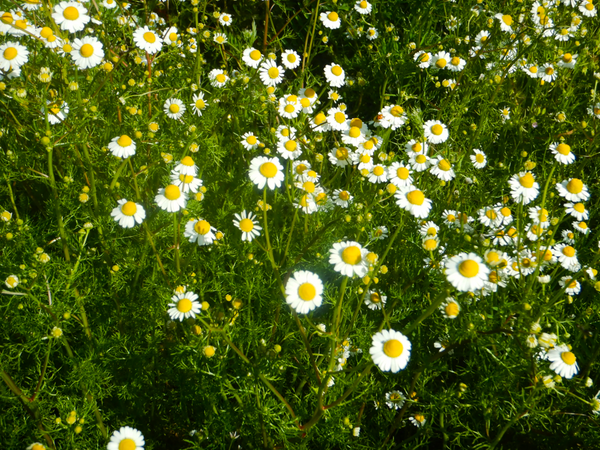 German Chamomile