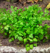Chervil