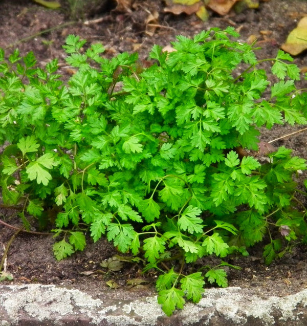 Chervil