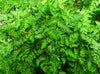 Chervil