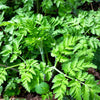Chervil