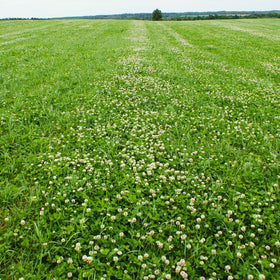 Dutch White Clover