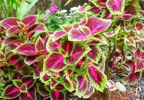 100 Graines Coleus Rainbow Mix - Plante D'intérieur Annuelle Colorée - Facile à Cultiver - Semis Décoratif - 2