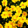 Lanceleaf Coreopsis