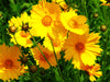 Lanceleaf Coreopsis